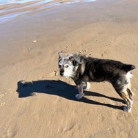 Photo taken at Montrose Dog Beach by Hanny on 3/10/2024