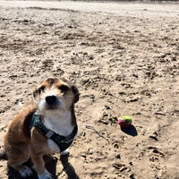 Photo taken at Montrose Dog Beach by Hanny on 3/10/2024