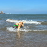 Photo taken at Montrose Dog Beach by Hanny on 3/3/2024