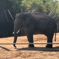 Photo taken at African elephant habitat by Tim P. on 3/14/2018