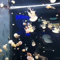 Photo taken at Kipp Memorial Aquarium by Tim P. on 3/14/2018