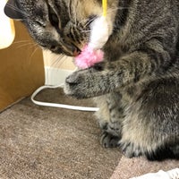 Photo taken at Cat Cafe ねころび by いさみ on 8/10/2019