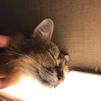 Photo taken at Cat Cafe Calico by いさみ on 10/11/2020