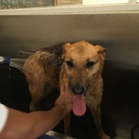 7/31/2016 tarihinde Doris D.ziyaretçi tarafından Dog Wash N&amp;#39; Go'de çekilen fotoğraf