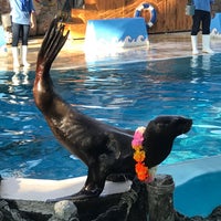 Photo taken at Sea Lion Show by 2MINT. M. on 12/24/2016