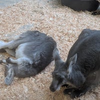 Photo taken at Wallaby Exhibit by Howard on 12/8/2018