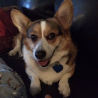 fairleigh animal hospital bardstown road