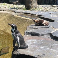 Photo taken at Pavilion of Penguins by Tomáš S. on 6/22/2020