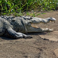 Foto diambil di Jungle Crocodile Safari oleh Tomáš S. pada 11/20/2021