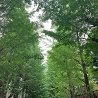 Photo taken at Gingko Trees by konpan on 6/14/2019
