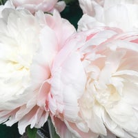 平田ナーセリー 福岡東店 90 Visitors