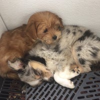 the puppy experience