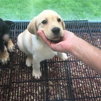 the puppy experience