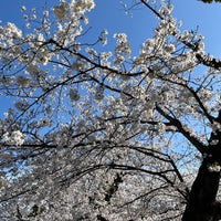 Photo taken at Yanaka Cemetery by ryukyumax on 4/7/2024