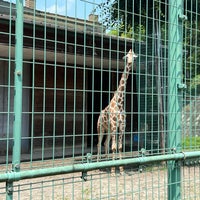 Photo taken at 桐生が岡動物園 by calcifer on 6/25/2023
