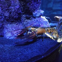 10/2/2023に🇹🇷がFuntastic Aquarium İzmirで撮った写真
