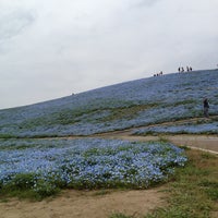 Photo taken at Hitachi Seaside Park by kikukids on 4/20/2013