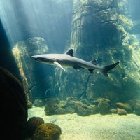 Das Foto wurde bei Waikiki Aquarium von Kevin Burg am 8/12/2023 aufgenommen