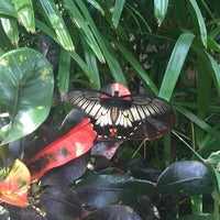 Photo taken at Butterfly Kaleidoscope Exhibit by Audrey W. on 6/29/2017