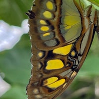 Foto tomada en Butterfly House at Faust County Park  por Diane W. el 2/18/2023