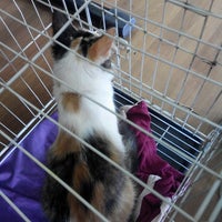 Klinik Veterinar Muezza Now Closed Gombak Kuala Lumpur Kuala Lumpur 3 Tips From 352 Visitors