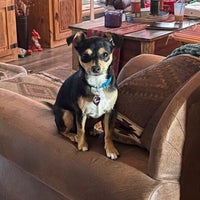 petsmart metrocenter