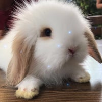 Photo taken at Holland Lop Cafe by Ertekin on 7/28/2017