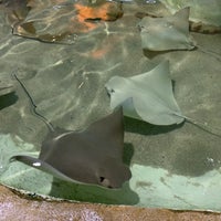 Das Foto wurde bei Long Island Aquarium &amp;amp; Exhibition Center (Atlantis Marine World) von LonelyBob a. am 8/4/2023 aufgenommen
