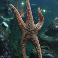 Seattle Aquarium Pike Placeの水族館 Seattle Aquarium Pike Placeの水族館