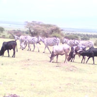 Photo taken at Ngorongoro Crater by safari e. on 1/31/2016