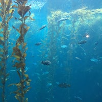 12/28/2015에 Haesung H.님이 Monterey Bay Aquarium에서 찍은 사진