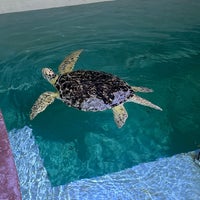 12/23/2022 tarihinde Mike M.ziyaretçi tarafından Clearwater Marine Aquarium'de çekilen fotoğraf