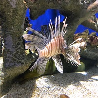 Снимок сделан в Georgia Aquarium пользователем David A. 10/25/2017