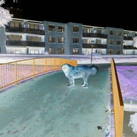 Bumsen hunde Der leckende