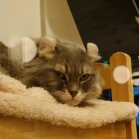 カフェ シャトンルージュ Cafe Chaton Rouge カフェ シャトンルージュ Cafe Chaton Rouge