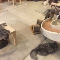 Photo taken at Purr Cat Cafe Club by Jensen L. on 12/12/2015