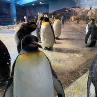 Photo taken at Nagasaki Penguin Aquarium by 世界のハル on 12/5/2023