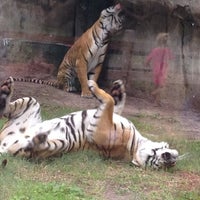 Photo taken at Malayan Tiger Habitat by R D. on 11/19/2011
