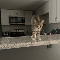 Vca cedar on sale animal hospital