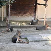 Photo taken at Inokashira Park Zoo by はてなっち on 9/26/2023