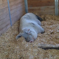 The Gentle Barn Newhall Santa Clarita Ca