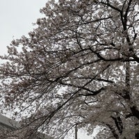 Photo taken at Sumida Park by mini841 on 4/5/2024