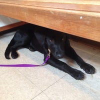 vca roberts animal hospital