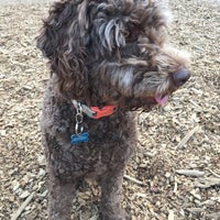 Photo taken at Bijou Dog Park by Dave A. on 3/24/2015