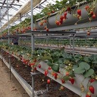 渥美観光マル武農園 マルタケエン Farm In 田原市