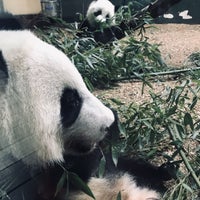 Photo taken at Panda Exhibit by ariq d. on 11/7/2019