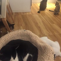 猫カフェ キューリグ 大名店 Cafe In Fukuoka