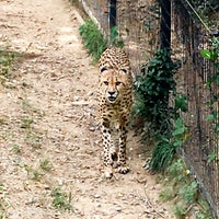 Photo taken at Cheetah Conservation Station by Dahn B. on 9/3/2016