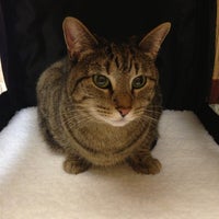 Fairway Animal Hospital - Veterinarian in Fairway Fairway Animal Hospital - Veterinarian in Fairway