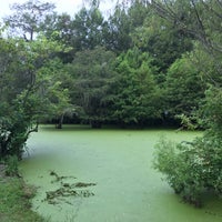 7/29/2017にJeff T.がCajun Country Swamp Toursで撮った写真